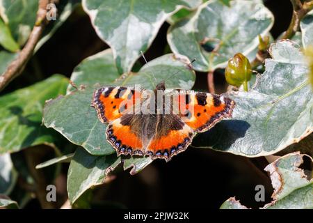 Small tortoiseshell butterfly (Aglais urticae) on Ivy leaves, Sussex, UK Stock Photo