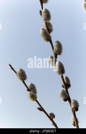 Willow Salix caprea branch with coats, fluffy willow flowers. Easter. Palm Sunday. Goat Willow Salix caprea in park, Willow Salix caprea branches with Stock Photo