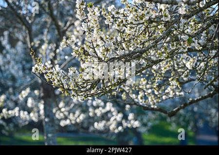 Brighton UK 4th April 2023 - The beautiful Spring blossom and sunshine in Hove Park , Brighton early this morning as more settled weather is forecast for the next few days  : Credit Simon Dack / Alamy Live News Stock Photo