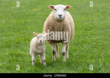 Close up of a ewe, or female sheep with her young lamb in Springtime, facing camera. Concept: a mother's love.  Clean, green background. Yorkshire Dal Stock Photo