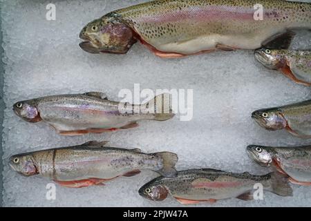 Close up Fresh Trout fish displayed on ice crush shelf Stock Photo