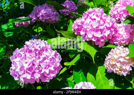 Hydrangea macrophylla is a species of flowering plant in the family Hydrangeaceae, native to Japan Stock Photo
