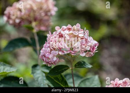 Hydrangea arborescens Incrediball Blush, Sweet Annabelle in garden flowers Stock Photo