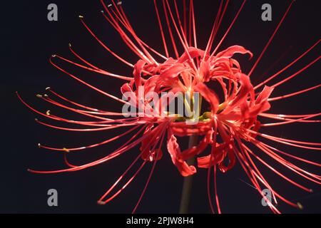 An isolated close-up shot of a vibrant red flower against a contrasting dark black background, providing a vivid and eye-catching contrast Stock Photo