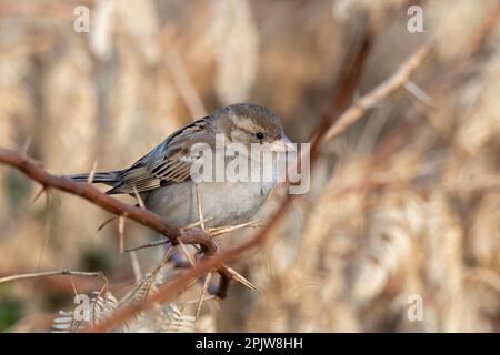 House sparrow (Passer domesticus) observed near Nalsarovar in Gujarat, India Stock Photo