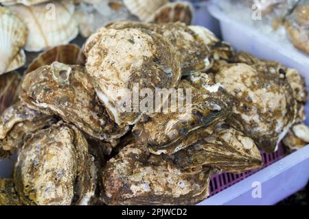 Fresh raw closed oysters seashells for sale on fish market ready to eat Stock Photo