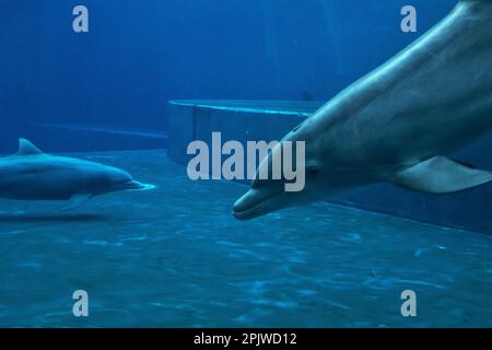 Genova's Aquarium, Dolphins, Ligury, Italy, Europe Stock Photo