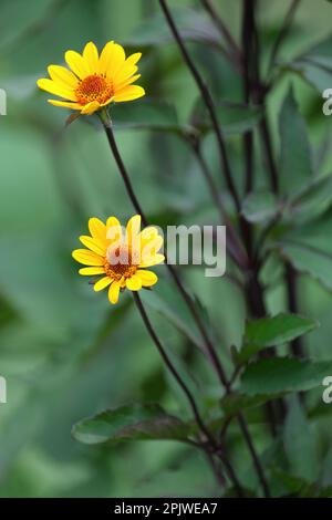 false sunflower, Heliopsis helianthoides scabra Summer Nights, yellow daisy-like flowers, brown centres Stock Photo