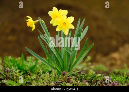 Yellow daffodil flowers. Individual plant in the wild.Genus Narcissus pseudonarcissus. Gardening area Trencin, Slovakia. Stock Photo