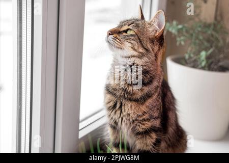 Two cats look out through window at the birds. Domestic cats want to catching bird, attack, scrape the glass. Cute kitty sitting on windowsill. Feline Stock Photo