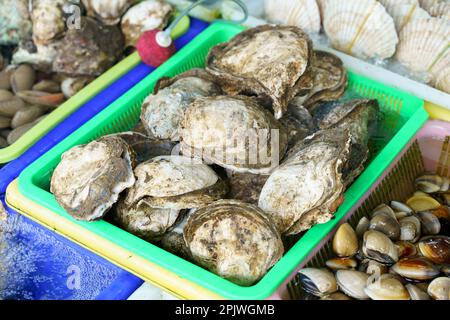 Fresh raw closed oysters seashells for sale on fish market ready to eat Stock Photo