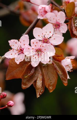Twig of ornamental plum flowers after rain, closeup. With water droplets on leaves and petals. Natural blurred background. Garden Trencin, Slovakia. Stock Photo