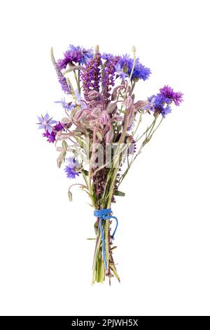 Violet, blue wildflowers, bouquet isolated on white background, lavender, cornflowers, catnip, sage borage Stock Photo