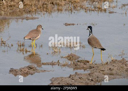 White-tailed lapwing or white-tailed plover (Vanellus leucurus) observed near Nalsarovar in Gujarat, India Stock Photo