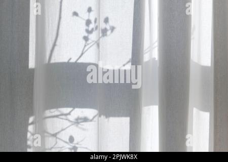 Morning sun shines through white transparent curtains with shadows from the window frame and a branch with rose hips. Stock Photo