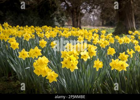 Daffodils in woodland, Wales, UK Stock Photo