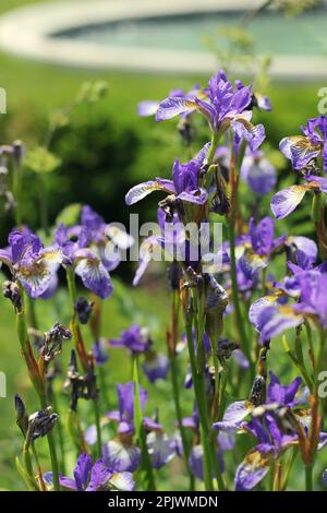 Beautiful common and typical midwest purple iris flowers growing in the morning meadow. Stock Photo