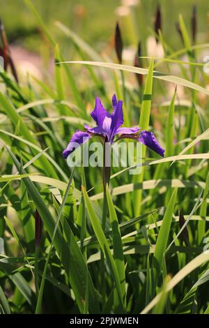 Beautiful common and typical midwest purple iris flowers growing in the morning meadow. Stock Photo