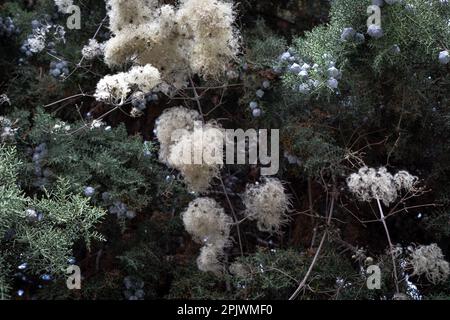 Melaleuca linariifolia. Melaleuca linariifolia is a plant in the myrtle family Myrtaceae. It is commonly known as snow-in-summer, narrow-leaved paperb Stock Photo