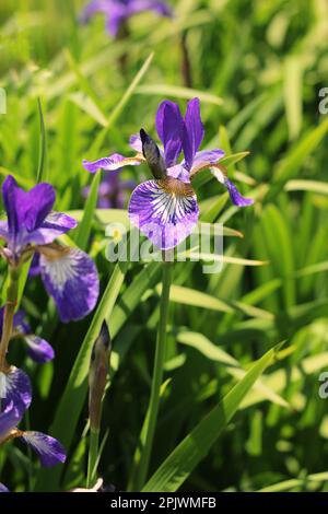 Beautiful common and typical midwest purple iris flowers growing in the morning meadow. Stock Photo