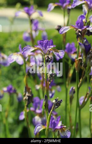 Beautiful common and typical midwest purple iris flowers growing in the morning meadow. Stock Photo