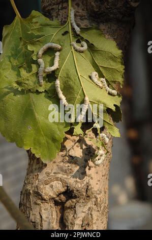 Breeding of silkworms at the Silk Museum. Jiangsu, Suzhou, China, Asia Stock Photo