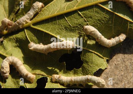 Breeding of silkworms at the Silk Museum. Jiangsu, Suzhou, China, Asia Stock Photo