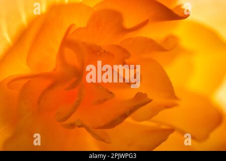 Abstract background - orange begonia flower – close up Stock Photo