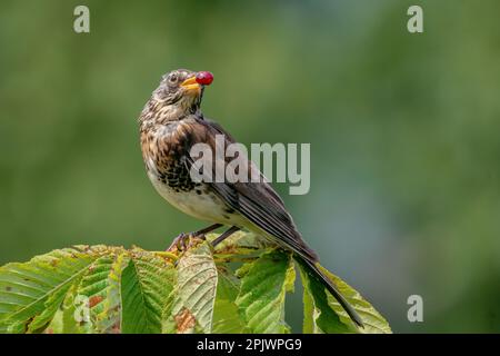 Bird (fieldfare, Turdus pilaris) sitting on top of a tree (chestnut tree) with a red berry in its beak, on a green blurred background Stock Photo