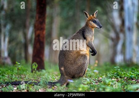 Swamp wallaby (Wallabia bicolor) standing in open woodlands. Queensland Australia. Stock Photo