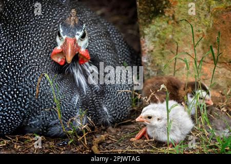 Adult helmeted guineafowl (Numida meleagris) sitting on hatching eggs with newly hatched chicks close by. Stock Photo