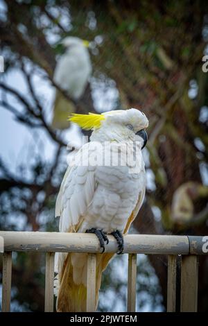 Sulphur-crested cockatoo (Cacatua galerita) perched on rail in rain. Bunya Mountains Queensland Australia Stock Photo