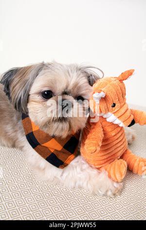 A Small Shih Tzu Dog surrounded by his cuddly toys Stock Photo - Alamy