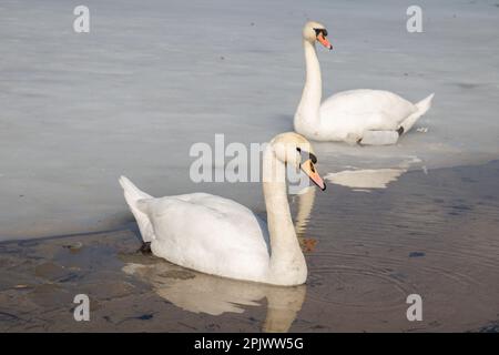 photo swans floating on frozen water on the lake Stock Photo