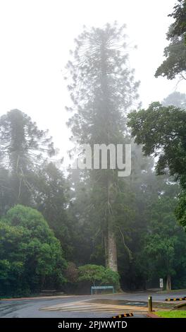 Bunya pines (Araucaria bidwillii) surrounded by mist at Bunya Mountains National Park, Queensland Australia Stock Photo