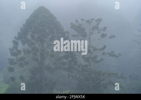 Bunya pines (Araucaria bidwillii) surrounded by mist at Bunya Mountains National Park, Queensland Australia Stock Photo