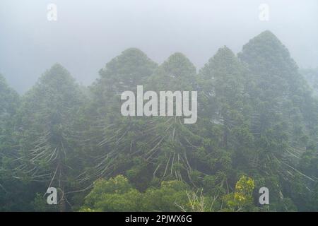 Bunya pines (Araucaria bidwillii) surrounded by mist at Bunya Mountains National Park, Queensland Australia Stock Photo