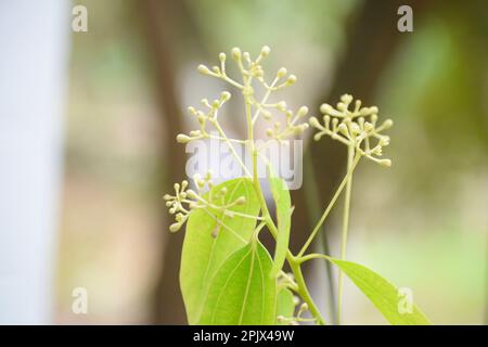 Cinnamon buds with leaves Stock Photo