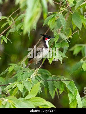 a beautiful young red-whiskered bulbul (Pycnonotus jocosus), perched on a branch in the garden. Stock Photo