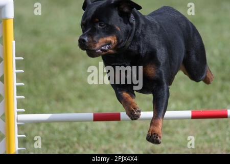 Rottweiler best sale agility training