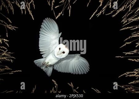 Barn owl (Tyto alba) hunting Stock Photo