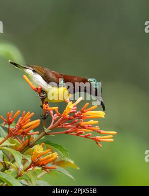 close up of a colorful male purple-rumped sunbird (Leptocoma zeylonica), feeding on nectar from the firebush flowers in the garden. Stock Photo