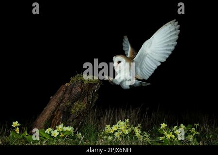Barn owl (Tyto alba) and meadow flowers Stock Photo