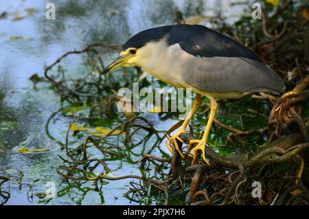 Nycticorax nycticorax black-crowned night heron spotted on a river banks near Pinerolo, Turin Piedmont Italy. Stock Photo