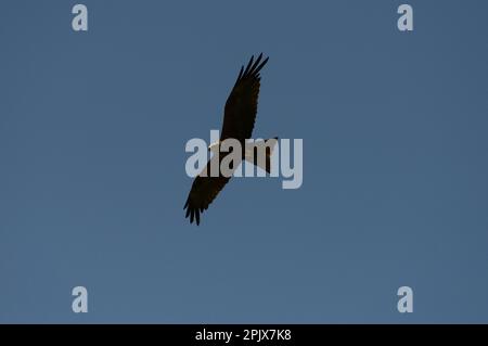 A kite flying high in the sky, Piedmont Italy. Stock Photo