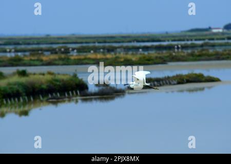 A little egret in the wetland of the Cervia salt pans, the Po Delta, Cervia, Ravenna; Emilia Romagna, Italy Stock Photo