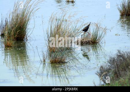 A Stilt black-winged (cavaliere d'italia) in the wetland of the Cervia salt pans, the Po Delta, Cervia, Ravenna; Emilia Romagna, Italy Stock Photo