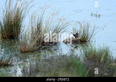 A Stilt black-winged (cavaliere d'italia) in the wetland of the Cervia salt pans, the Po Delta, Cervia, Ravenna; Emilia Romagna, Italy Stock Photo