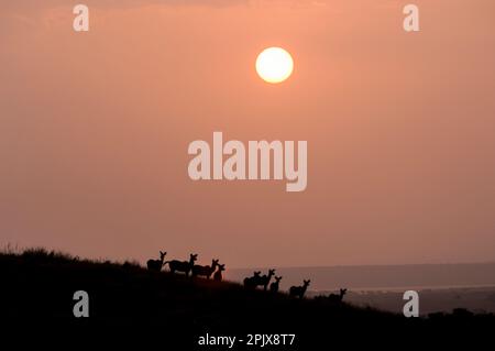Antelopes at the sunset. Picture taken in the wilderness in the Kruger National Park Stock Photo