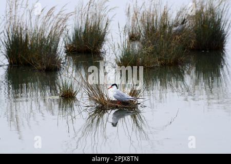 A Tern in the wetland of the Cervia salt pans, the Po Delta, Cervia, Ravenna; Emilia Romagna, Italy Stock Photo